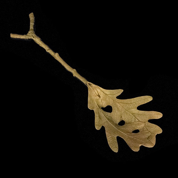 Table Art - Oak Leaf Pasta Server
